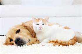 dog + cat on carpet